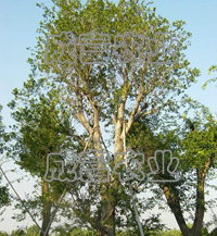 aS